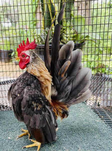 A Serama cockerel showing the breed's upright posture