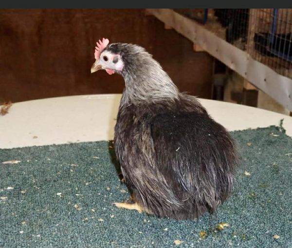 A Serama hen in profile