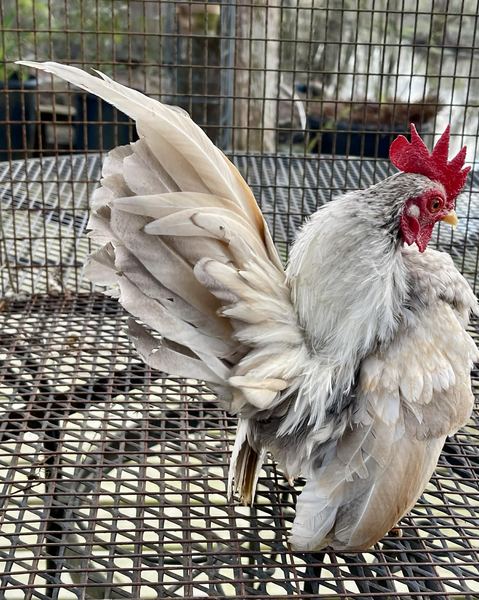 A Serama rooster with vertical wing carriage