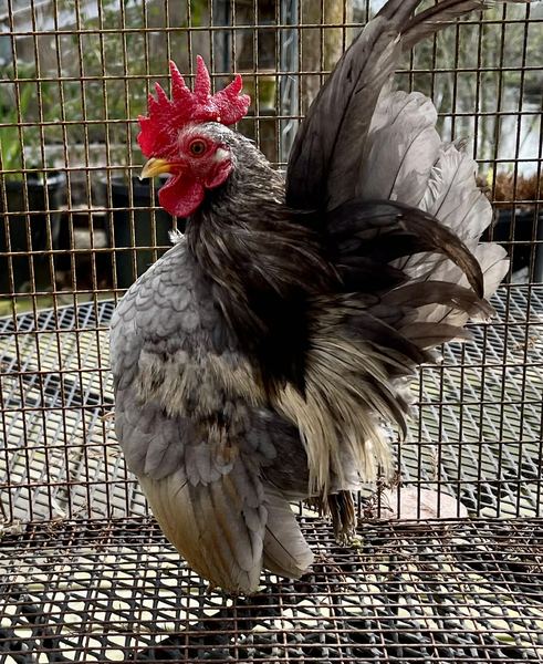A Serama pair from a member's flock