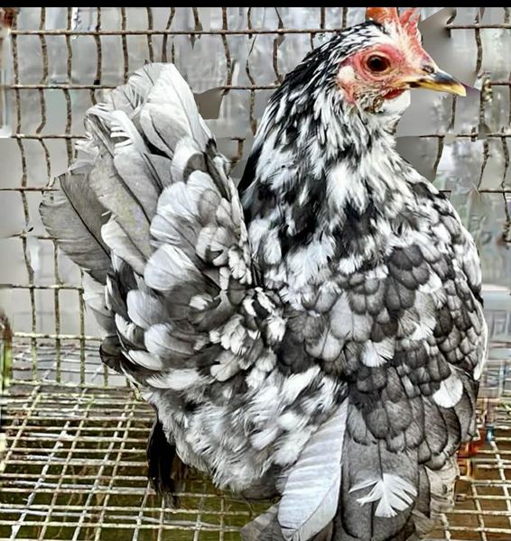 A Serama hen posed on a show tabletop