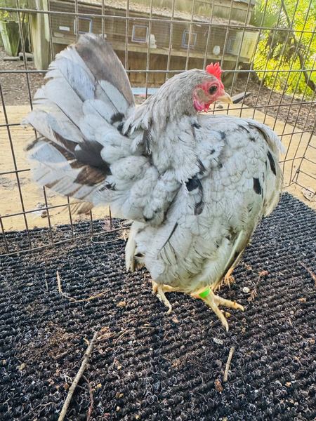 A splash-grey Serama hen on the tabletop, tail raised