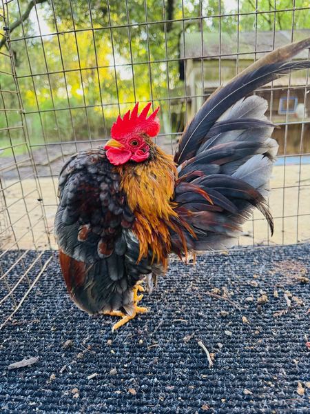 A black-breasted red Serama cockerel with full tail carriage