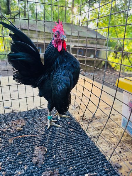 A black Serama cockerel standing tall with vertical tail