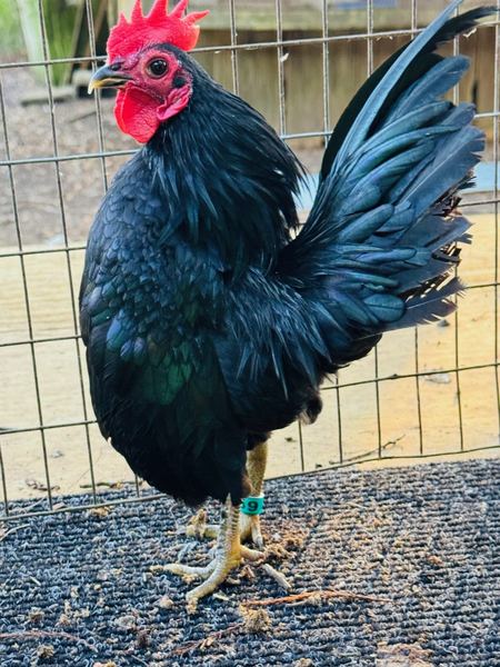 A black Serama cockerel with green sheen on the hackles