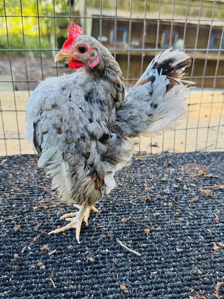 A silver-grey Serama hen with chest forward
