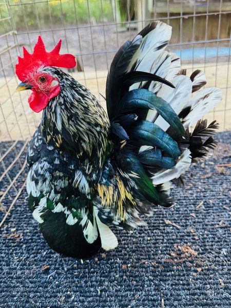 A mottled black-and-white Serama cockerel in full display