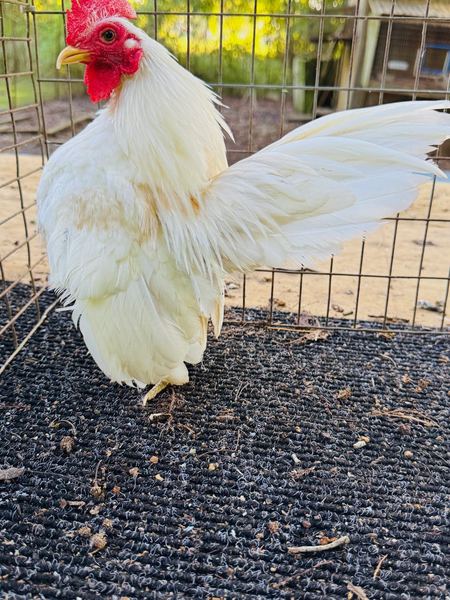 A white Serama cockerel showing the breed's confident posture