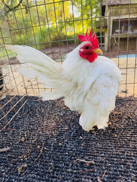 A white Serama hen on the show table
