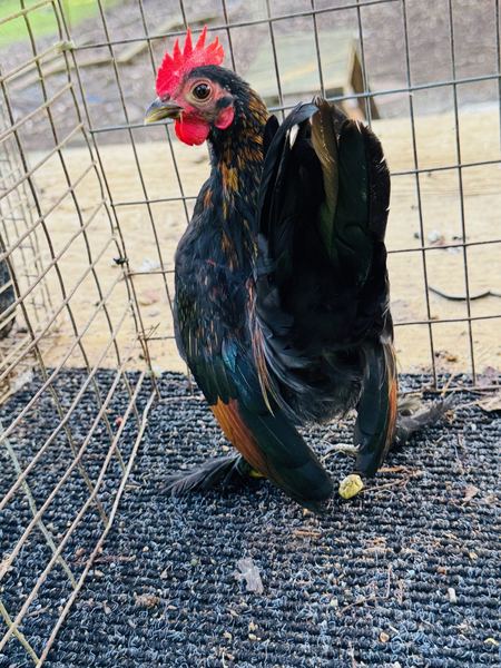 A black and red Serama with long sickle feathers