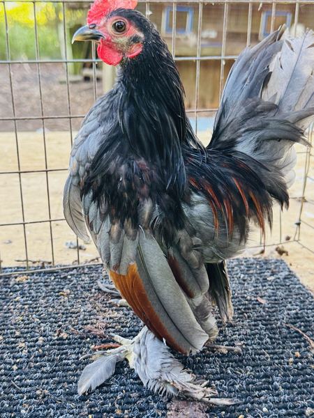 A dark Serama cockerel with rich red and black plumage