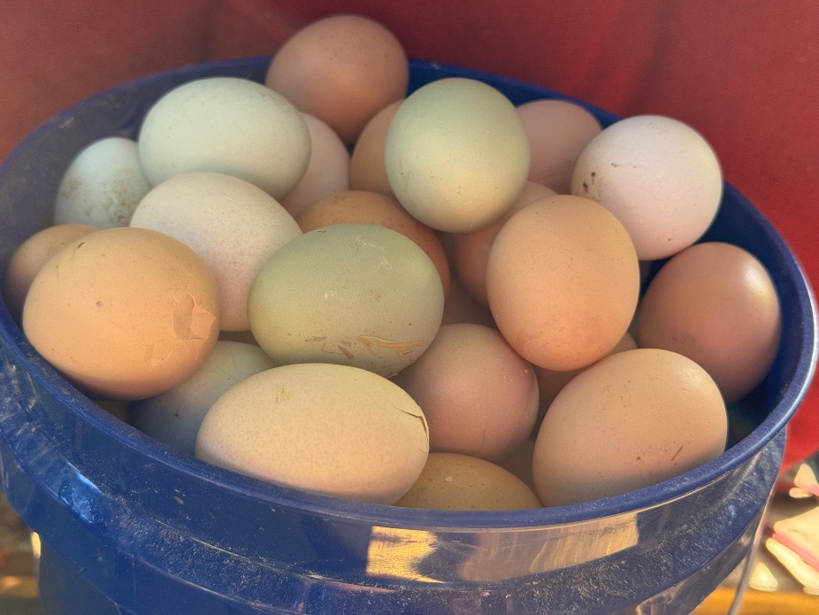 Photo from &ldquo;Fresh home laid eggs&rdquo;