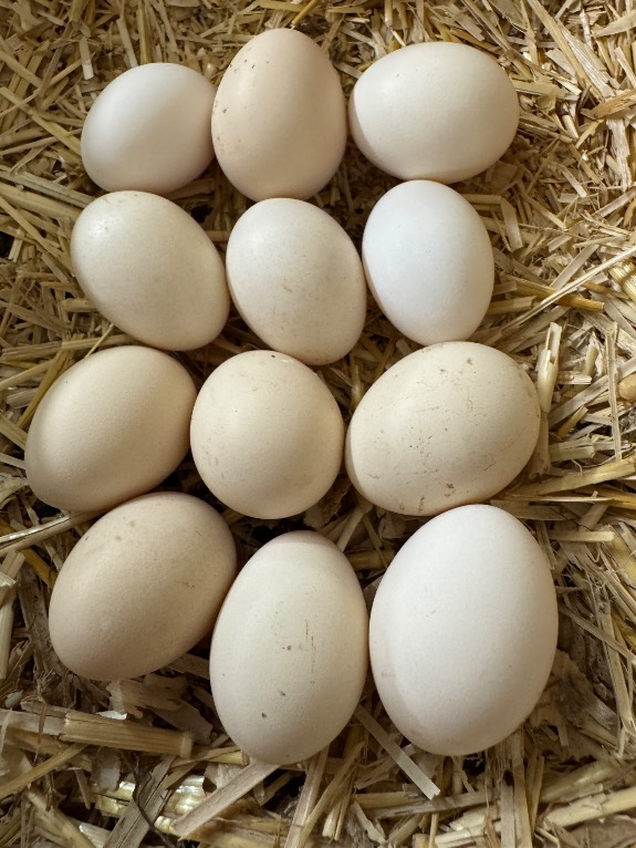 Photo from &ldquo;serama hatching eggs&rdquo;