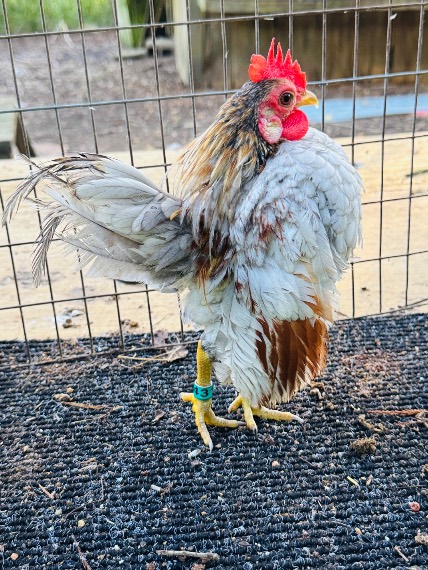 Photo from &ldquo;Pics of birds seeking a new home&rdquo;