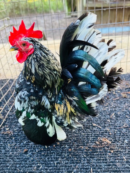 Photo from &ldquo;Pics of birds seeking a new home&rdquo;