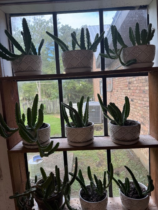 Photo from &ldquo;Free carrion cactus plant&rdquo;
